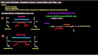 Fatty Acid Synthesis Part 10 of 12  Excessive Alcohol Consumption and Fatty Liver [upl. by Yebloc]