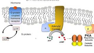 How Hormones Use Gprotein Signaling Pathways A Video Review of the Basics [upl. by Coffeng]