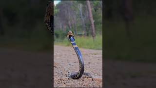 Ringnecked spitting cobra Hemachatus haemachatus [upl. by Thaine]