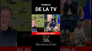 Tal Cual Tv El elefantito Melo viral humor humorchileno chile reaccionesalcien melo [upl. by Cogswell]