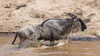 Huge crocodile attacks wildebeest  surprise ending [upl. by Zantos]