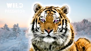 Majestic Siberian Tigers ROAM This Hidden Paradise I Wild predator [upl. by Sorazal]