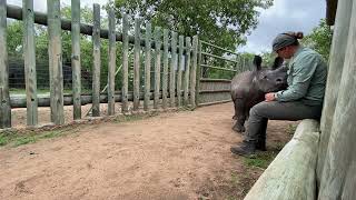 Baby rhino Bula makes the sweetest noises and wants to climb on his carers lap [upl. by Nerot]