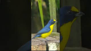 Yellowthroated Euphonia shorts [upl. by Iot]