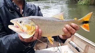 Pesca Dourado Rio Juquiá SP [upl. by Josler769]