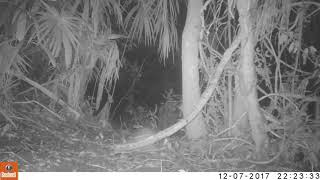 Lowland paca filmed by camera trap in Ejido Caoba conservation area [upl. by Covell]