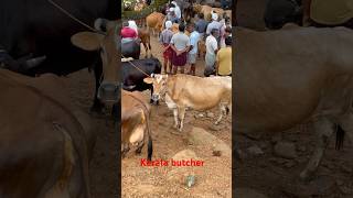 Manjeri cholakkal cattle market cow buffalo beefcattle bull beefs beefcuttingmarket beefcow [upl. by Rissa]