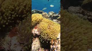 RitzCarlton Maldives Fari Islands Snorkeling [upl. by Adhern]