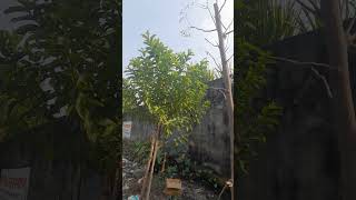 Amrud ko Kalam ka plant 🪴 banana ke liye aalu me pest lagakar chadi me laga dijiye Jada Nihal Jaye G [upl. by Merrilee282]