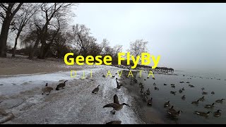 DJI AVATA Geese FlyBy letsfly djiavata geese flyby [upl. by Eenat]