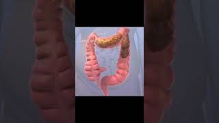 Movimientos Peristálticos Peristalsis Motilidad Intestinal Colon [upl. by Lounge]