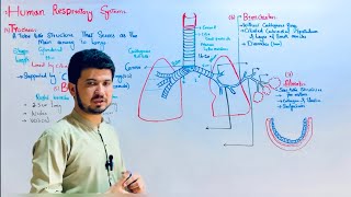 Human respiratory system class 12 in Pashto Human respiratory overview class 12 MDCAT Biology [upl. by Dion]