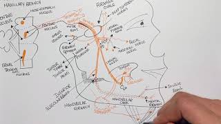 The Mandibular Nerve  Anterior amp Posterior Divisions  5th Cranial Nerve Trigeminal Nerve [upl. by Tterej]