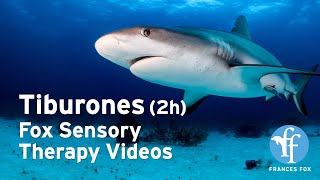 Tiburones 2 horas Fox Sensory Therapy Videos [upl. by Noyr]