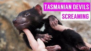 Cute Tasmanian Devil Screaming and Growling Compilation 2017 [upl. by Lyrrehs]