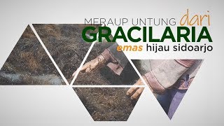 PELUANG USAHA MERAUP UNTUNG DARI BUDIDAYA RUMPUT LAUT GRACILARIA [upl. by Oemac]