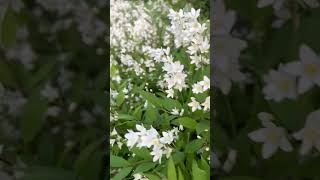 새신부의 새하얀 면사포 닮은 말발도리 신부의 드레스처럼 펼쳐져 있어요 fullbloom deutzia look like bridalveil [upl. by Daveen]