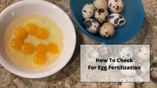 How To Check if Your Quail or Chicken Eggs Are Fertilized For Incubation [upl. by Cyndi]