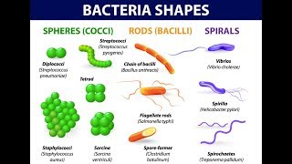 Microbiology of Bacterial Morphology amp Shape [upl. by Pennebaker592]