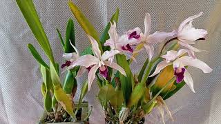 Como Cultivar Cattleya Laelia purpurata [upl. by Eirual]