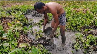 Best mud water catfish fishing by hand  catfish harvesting from fish middy pond [upl. by Ecertal]