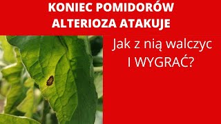 Jak zwalczyć rozpoznać alternariozę pomidorów Alternarioza  choroba grzybowa pomidorów [upl. by Echikson]