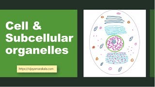 Cell and subcellular organelles biochemistry [upl. by Santiago]