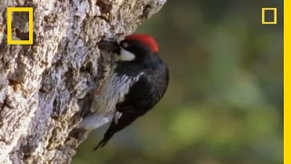 Woodpeckers vs the World  National Geographic [upl. by Neelear]