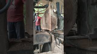 Bahan meja kopi Trembesi loreng wood sawmill india brazil thailand [upl. by Yemaj]