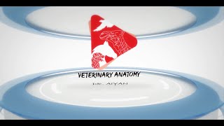 Veterinary Anatomy Channel  All You Need to Know about Anatomy [upl. by Partan]