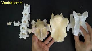 Comparative anatomy of the cervical vertebrae 3  7 [upl. by Yentihw]