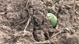 Soybean Planting From Ag PhD 578 5309 [upl. by Viguerie]