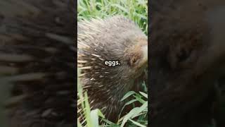 Monotremes Wildlife Platypus Echidna NatureLovers AnimalKingdom EggLayingMammals shortsfeed [upl. by Ylil]