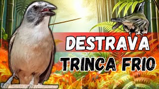 🟢Melhor Trincaferro Macheando com Trinca ferro cantando Pra Esquentar Trinca ferro Trinca Macheando [upl. by Aillil503]