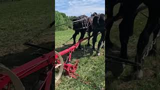 Working draft horses in action with a horse drawn mower workhorse kentucky horse draft history [upl. by Ynabla]