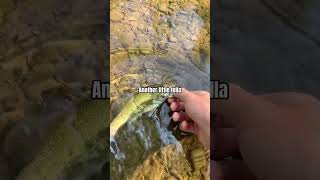 Creek Fishing smallmouth fall fishing nature short [upl. by Sasha]