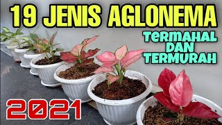 19 Jenis Aglonema Termahal dan Termurah [upl. by Ikram]