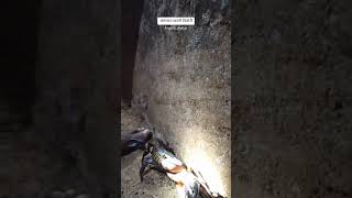 अंगणात घावली चिंबोरी  Crabs  Jalachiwadi  Kokan  Kokani Mulga  Shorts  Shorts Video [upl. by Gnilrets]