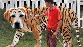 20 Rarest Dog in the World You wont Believe Exist [upl. by Corene]