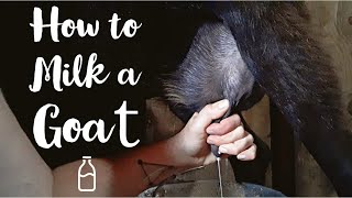 How To Milk a Goat like a PRO  Goat Husbandry Series [upl. by Macintosh972]