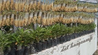 Adenium Caudex Training Starts with Repotting [upl. by Eissolf]