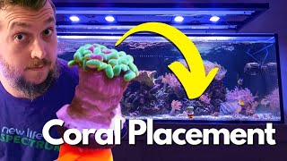 Whats The Perfect Coral Placement in a Reef Aquarium A Beginners Guide [upl. by Vivl]