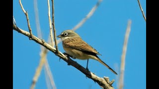 Sagebrush Sparrow  Pat ONeil Video Bird IDs [upl. by Panther295]