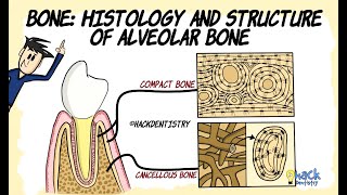 Bone histology and Structure of Alveolar bone [upl. by Madson]