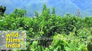 Sericulture in India  mulberry trees for silk worms to feast on [upl. by Kenn894]