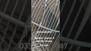 9 months maskati female Chakor for sale birds chakorvoice zarkawaz chakorkiawaz chakorfarming [upl. by Ewall]