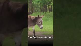 The Story of Balaams Donkey [upl. by Harol]