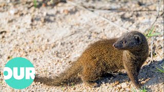 Mongoose The Story Of An Unlikely Predator  Our World [upl. by Adnerak]