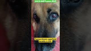 Pannuschronic superficial keratitis in GSD Ocular condition in GSDdrrbkushwaha [upl. by Ellenid380]