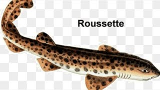 Épluché et cuire une roussette 🐋 [upl. by Assirehc]